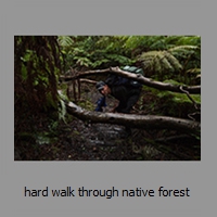 hard walk through native forest